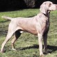 weimaraner